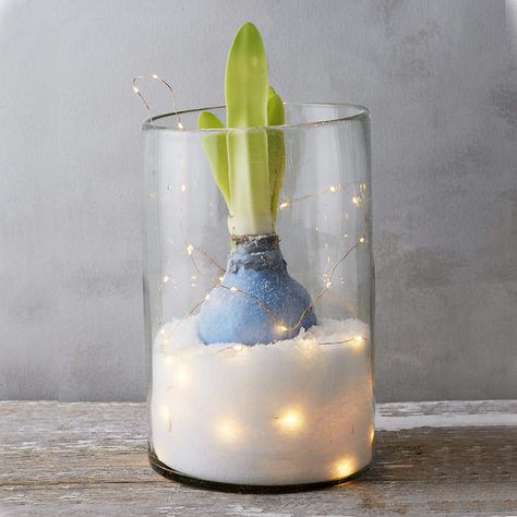 Waxed Amaryllis Bulb Amaryllis Arrangement, Bulb Ideas, Small Plant Stand, Amaryllis Flowers, Holiday Favors, Amaryllis Bulbs, Christmas Flower Arrangements, Christmas Plants, Faux Snow