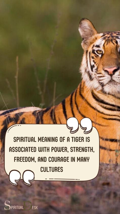 The spiritual meaning of a tiger is associated with power, strength, freedom, and courage in many cultures. It symbolizes raw feelings and primal instincts. The tiger spirit animal also embodies willpower, personal strength, and tenacity. #spirit #instinct #feelings #cultures #courage #freedom #strength #power #meaning #spiritanimal Tiger Spirit Animal, Spiritual Animal, Leadership Lessons, Native American Traditions, Self Reliance, Power Symbol, Animal Symbolism, Spiritual Messages, Spiritual Meaning