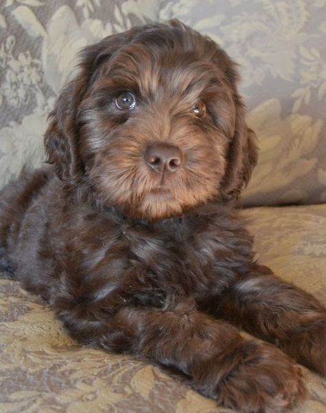 Brown Labradoodle, Australian Labradoodles, Labradoodle Dogs, Cockapoo Puppies, Australian Labradoodle, Labradoodle Puppy, Cute Little Puppies, Doodle Dog, Baby Puppies