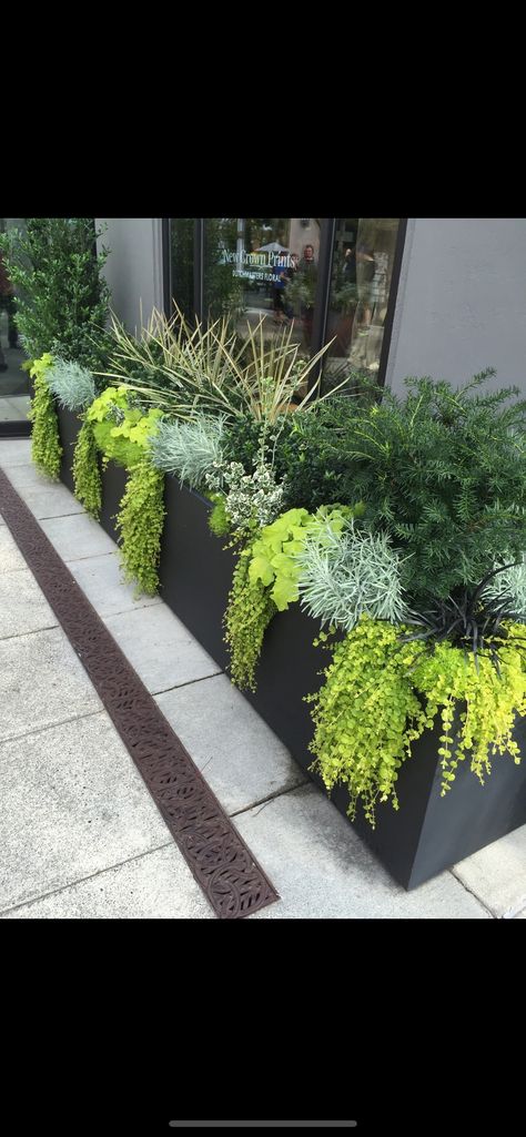 Planters Wall Outdoor, House Front Plant Ideas, Rectangular Planters Outdoor Flowers, Outdoor Plants Design, Modern Planting Ideas, Modern Flowerbed Ideas, Planter Box Landscaping Ideas, Rectangular Planters Outdoor Ideas, Mid Century Modern Planters Outdoor