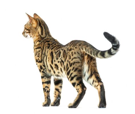 Premium Photo | Proud adult bengal looking backwards isolated on white Two Cats Laying Together, Cat Reference Poses Photo, Cat Standing Up, Cat Poses Photography, Cat Pose Reference Photos, Cat Reference Poses, Dynamic Cat Poses, Cat Pose Reference, 3 Legged Cat