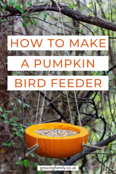 Don’t waste your Halloween pumpkins! Turn them into an eco-friendly bird feeder with this easy step-by-step tutorial. #growingfamily Pumpkin Bird Feeder For Kids, Diy Easy Bird Feeder, Pumpkin Bird Feeder, Pumpkin Jokes, Pumpkin Bird, Make A Bird Feeder, Homemade Bird Feeders, Leftover Pumpkin, Nature Craft