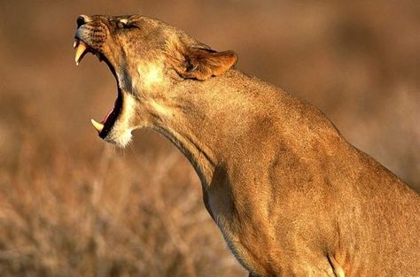 Animal Picture Mad Female Lion Growling Mad HD Wallpaper | art ... Lion Hd Wallpaper, Lion Pictures, African Lion, Puma Cat, Foto Art, Wild Nature, Jackson Hole, Animal Wallpaper, Animal Photo