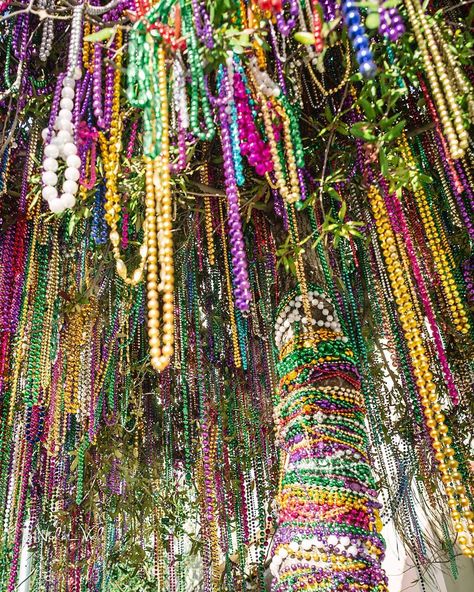 Valerie Esparza | New Orleans on Instagram: “Indigenous bead tree of New Orleans. Here is a specimen in full bloom.” Mardi Gras Bead Tree, Mardi Gras Date, New Orleans Beads, Masquerade Aesthetic, Mardi Gras Photos, New Orleans Party, Mardi Gras New Orleans, Bead Tree, Prom Decor