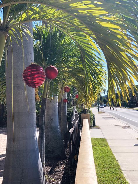 Decorated Palm trees line the sidewalk during the holiday season Decorating Palm Trees For Christmas, Trees For Christmas, Coastal Holiday, Christmas Garlands, Tree Themes, Xmas 2024, Tree Line, Christmas Tree Themes, Outdoor Christmas Decorations