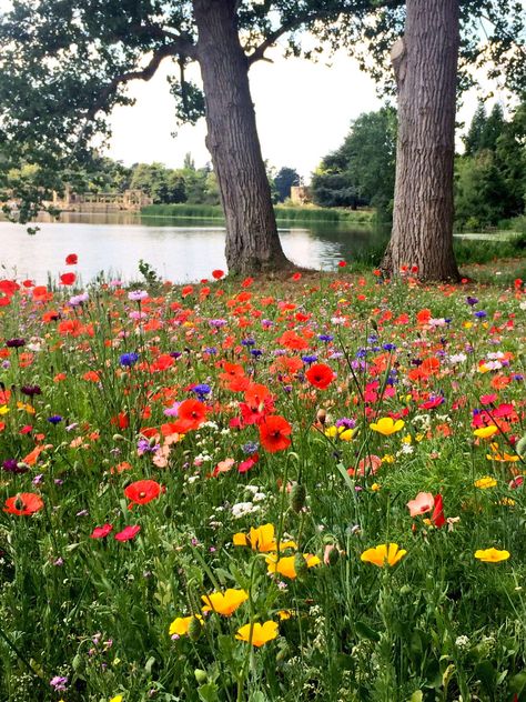 Linum Grandiflorum, Cosmos Bipinnatus, Hever Castle, Arizona Gardening, Poppy Garden, Calendula Officinalis, Castle Garden, Greenhouse Gardening, Meadow Flowers