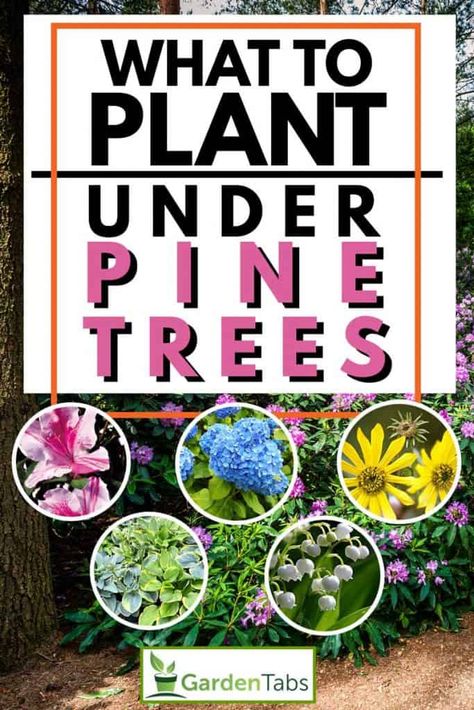 What to Plant Under Pine Trees? - Garden Tabs Under Tree Garden Ideas, Creative Landscape Edging, Hostas Under Pine Trees, Shade Garden Under Pine Trees, Garden Under Pine Tree Ideas, Backyard Pine Trees Landscaping Ideas, Under Pine Tree Landscaping Ideas, Landscape Ideas For Under Pine Trees, Flowers Under Pine Trees