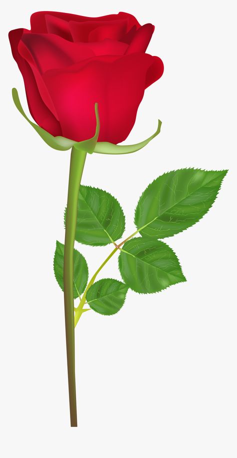 Gulab Phool, Rose Flower Hd, Rose With Stem, Rose Flower Png, Purple Png, शटर स्पीड, Happy Birthday Rose, Rose Flower Photos, Rosé Gif