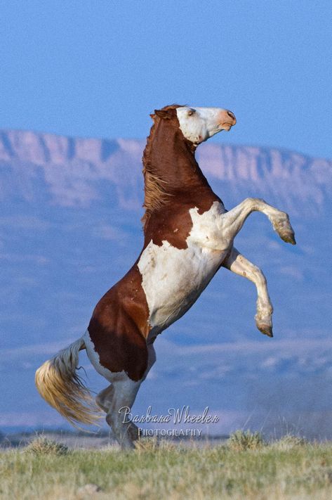 Sooty Bay Horse, Beautiful Horses Wild, Horse Mustang, Wild Horse Pictures, Wild Horses Mustangs, Nature Photographers, Wild Horses Photography, Horse Markings, Rare Horses