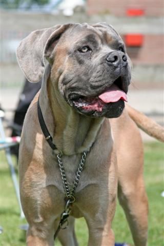 Cane Corso Formentino Cane Corso Natural Ears, Cane Corso Formentino, Formentino Cane Corso, Black Cane Corso Dog, King Corso Dog, King Corso, Cana Corso, Black Cane Corso, Italian Mastiff Puppies