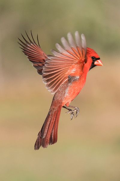 Red Bird Tattoo, Shutter Diy, Bird Tattoo Ideas, Cardinals Birds, Angel Dragon, Red Bird Tattoos, Birds Pictures, Tiny Bird Tattoos, Black Bird Tattoo