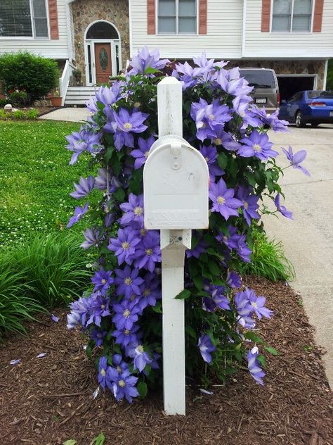 Purple Clematis on trellis behind our mailbox ....April 2014 Mailbox Trellis Ideas, Flowers For Mailbox Area, Mailbox Landscaping On A Hill, Clematis Mailbox Ideas, Garden Around Mailbox Ideas, Landscaping Mailbox Area, Flowers Around Mailbox Ideas Full Sun, Mailbox Flower Planter, Plants Around Mailbox Post