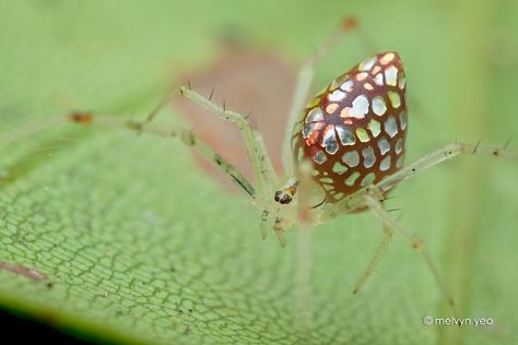 Mirror Spider, Pretty Mirror, Heart Art Projects, Cool Insects, Cool Bugs, Arthropods, Arachnids, Bugs And Insects, Heart Art