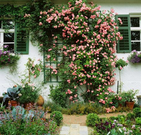 Trellis On House, Climbing Flowers Trellis, Thornless Climbing Roses, Pruning Climbing Roses, Climbing Roses Trellis, Red Climbing Roses, Rose Plant Care, Flower Trellis, Climbing Flowers