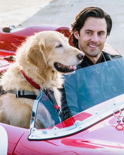 The Art Of Racing In The Rain, Racing In The Rain, Dog Movies, 20th Century Studios, Milo Ventimiglia, Peer Support, Cute Dog Pictures, Dodge Viper, Yellow Lab