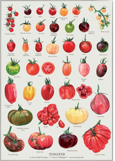 Makanan Italia, Types Of Tomatoes, Growing Tomatoes In Containers, Plantas Bonsai, Veg Garden, Seni Origami, Tomato Garden, Home Vegetable Garden, Green Grapes