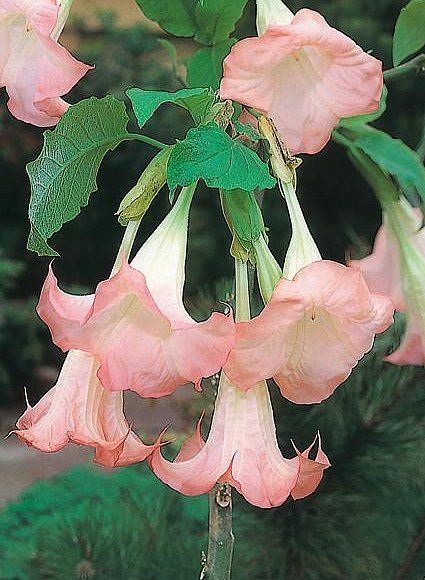 Angel trumpets on Pintrest | angel trumpets Angel Trumpet Plant, Pink Angels, Trachelospermum Jasminoides, Angel Trumpet, Fragrant Plant, Trumpets, Fragrant Flowers, Flower Show, Tropical Flowers