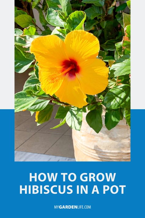 Potted Hibiscus, Hardy Hibiscus Plant, Growing Hibiscus, Deck Balcony, Summer Gardening, Hardy Hibiscus, Potted Plants Outdoor, Sun Loving Plants, Hibiscus Plant