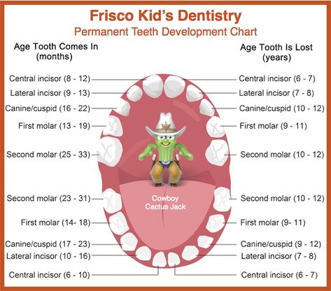 Permanent Tooth Eruption in Children Teeth Eruption Chart, Dental Assistant Study Guide, Dentist Career, Teeth Diagram, Dental Hygienist School, Dental Assistant Study, Teeth Anatomy, Dental Hygiene Student, Tooth Chart