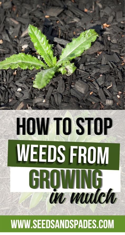 Stop Weeds From Growing, Kill Weeds Naturally, Killing Weeds, Weeds In Lawn, Garden Weeds, Garden Pest Control, Garden Pests, Diy Garden Projects, Yard Work