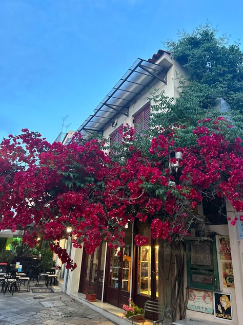 #summer #summervibes #summeraesthetic #kalamata #kalamatagreece #greece #greece #greekcity #flowers #red Greece Kalamata, Kalamata Greece, Flowers Red, 2024 Vision, Summer Travel, Summer Nights, Summer Aesthetic, Summer Vibes, Greece