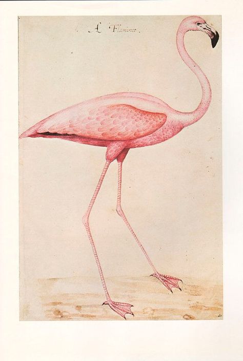 Flamingo Vintage, The Magic Faraway Tree, Vintage Bird Illustration, Small Bird Tattoo, Flamingo Art, Bird Wallpaper, Vintage Bird, Illustration Wall Art, Pink Bird