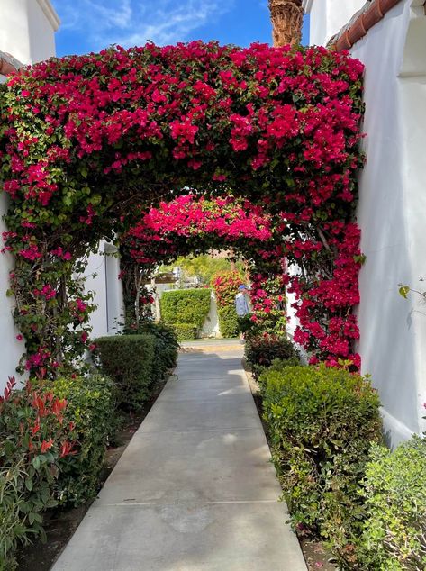 Bougainvillea 'Barbara Karst' - Boething Treeland Farms Barbara Karst Bougainvillea Plants, Boganvillia Aesthetic, Bougainvillea Hedge, College Landscape, Bougainvillea Trellis, Mexican Home Design, Bougainvillea Tree, Dream House Garden, Functional Garden