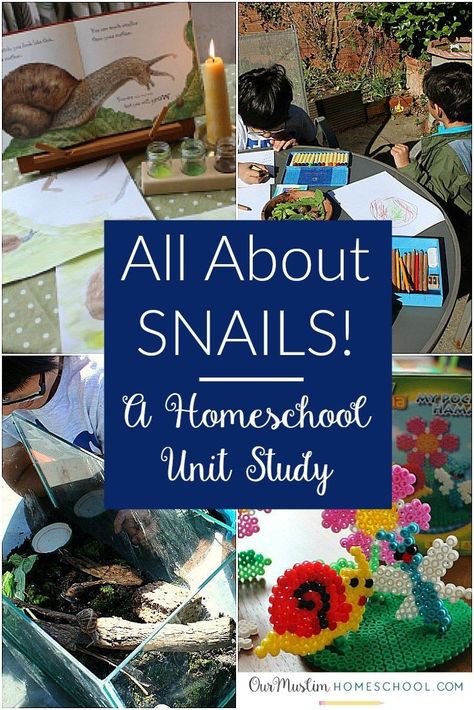 Snails unit study homeschool Snail Projects For Kids, Snails Preschool, Insect Unit Study, Unit Study Homeschool, Garden Snails, Science Unit Studies, Insect Unit, Unit Studies Homeschool, Nature Studies