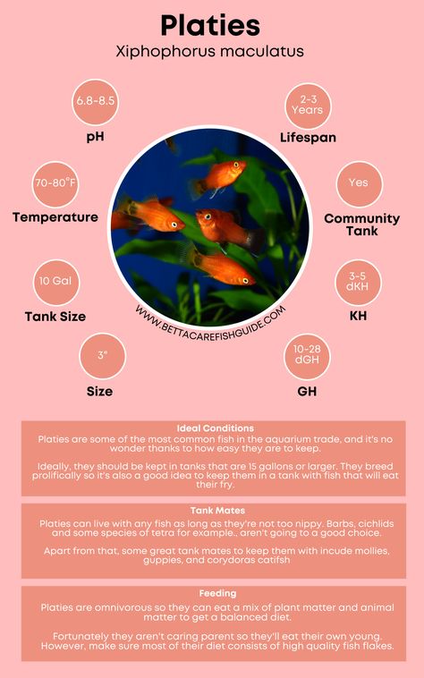 Find out how to care for platies and other great community fish in this helpful article! Platy Fish Aquarium, Platies Fish, Fish Classification, Platy Fish, Animal Enclosures, Tank Plants, Fish Keeping, Community Tanks, Fishing Room