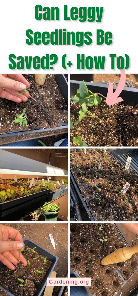 Leggy Seedlings, Tomato Seedlings, Starting Seeds Indoors, Plant Seedlings, Gardening Hacks, Tiny Plants, Garden Tips, Grow Lights, Types Of Plants