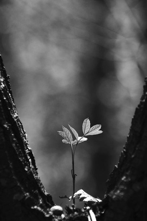 .... Mother Nature Quotes, Belle Nature, Plant Growing, Inspiration Photography, John Muir, Walk In The Woods, Nature Quotes, A Quote, Amazing Nature