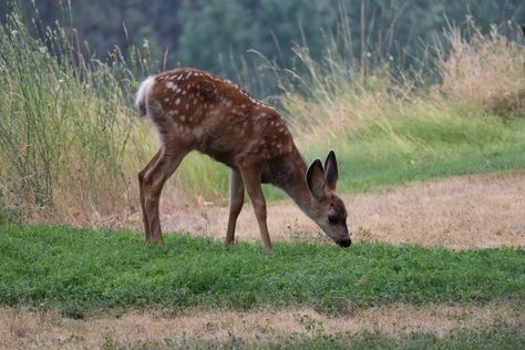 Deer Eating, Grass Drawing, Farm Images, Deer Animal, Farm Pictures, John Locke, Brown Deer, Ap Studio Art, Free High Resolution Photos