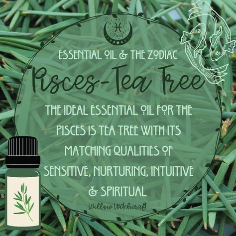 Tea Tree Magical Properties, Tree Magical Properties, Herb Correspondences, Incense Magic, Spiritual Cleansing Bath, Pagan Life, Magick Oil, Cleansing Bath, Zodiac Aesthetic