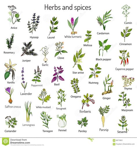 Herbs Chart, Herbs Image, Medicine Garden, Herbs Illustration, Herbs For Hair, Medical Herbs, Kitchen Herbs, Culinary Herbs, Ayurvedic Herbs