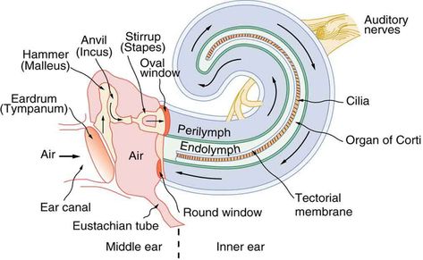 Inner Ear Diagram, Ear Diagram, Audiology Student, Glossopharyngeal Nerve, Ear Pressure, Ear Anatomy, Beach Therapy, Medical Pictures, Facial Nerve