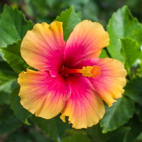 PRICES MAY VARY. Stunning flowers with bright double peach orange colors Can be grown in your garden or in pots on your garden or indoors Hardy plant that requires little care. Prefer Full Sun and zones 10 to 12 Vibrant flowers can last for long season. Hibiscus Flower Plant, Hibiscus Plants Live, Tropical Hibiscus Plant, Orange Sunset, Zone 10 to 12, Size 5 to 7 Inch Tall Hibiscus Colors, Hibiscus Flower Plant, Round Drawing, Plant Hibiscus, Hibiscus Garden, Peach Orange Color, Orange Hibiscus, Hawaii Flowers, Stunning Flowers