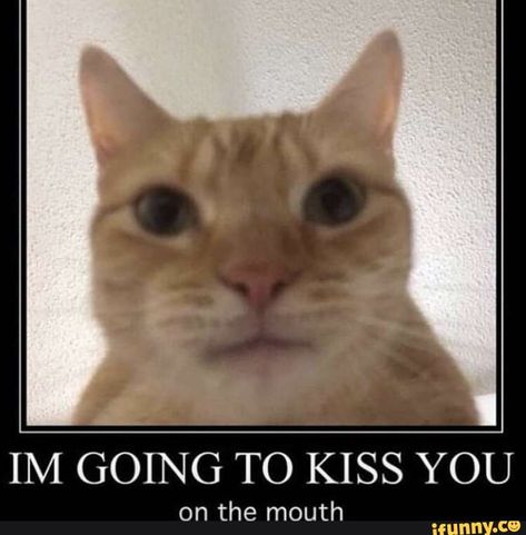 IM GOING TO KISS YOU – popular memes on the site iFunny.co #weezer #celebrities #weezer #im #going #to #you #pic Oc Manga, Trening Fitness, Bodo, Funny Reaction Pictures, Cute Memes, Wholesome Memes, Love Memes, Komik Internet Fenomenleri, Silly Cats