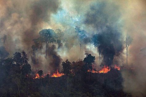 Scott Morrison says Australia will leave Amazon firefighting to others Rainforest Deforestation, Amazon Forest, Amazon River, Amazon Travel, Zero Waste Living, Indigenous Community, Tropical Forest, Amazon Rainforest, Tropical Rainforest