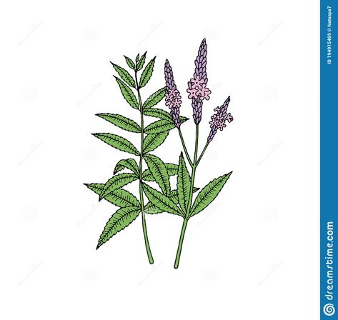 Verbena Drawing, Vervain Drawing, Vervain Tattoo, Tvd Art, Herbal Journal, Verbena Hastata, Blue Vervain, Art Folio, Plant Sketches