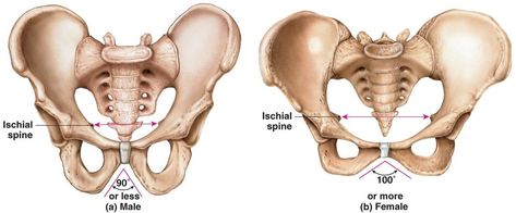 Male Pelvis, Skeleton Diagram, Proton Pump Inhibitors, Pelvis Anatomy, Human Proportions, Female Skeleton, Male Figure Drawing, Human Anatomy Drawing, Female Human