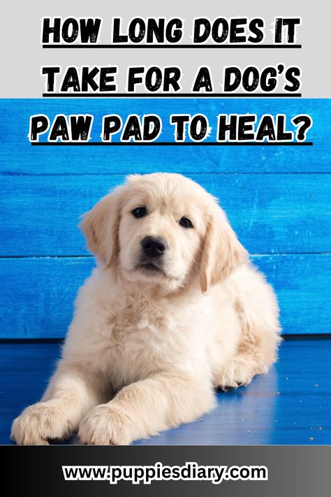 How Long Does It Take For A Dog’s Paw Pad To Heal Crate Training Dog, Dog Paw Pads, Paw Pad, Search And Rescue Dogs, Dog Wound, Puppy Cuddles, Agility Training For Dogs, Dog Pads, Cute Dog Photos