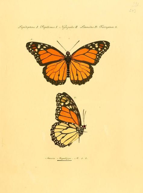 "Anosia Megalippe," Jacob Hubner, 1821 Mebel Antik, Butterfly Art Painting, Butterfly Drawing, Butterfly Painting, Arte Inspo, Butterfly Wallpaper, Monarch Butterfly, Butterfly Art, Wikimedia Commons