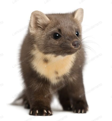 Pine Marten, Background Photos, Silly Animals, Creature Concept Art, Envato Elements, Doberman, Otters, Animal Kingdom, Animal Drawings