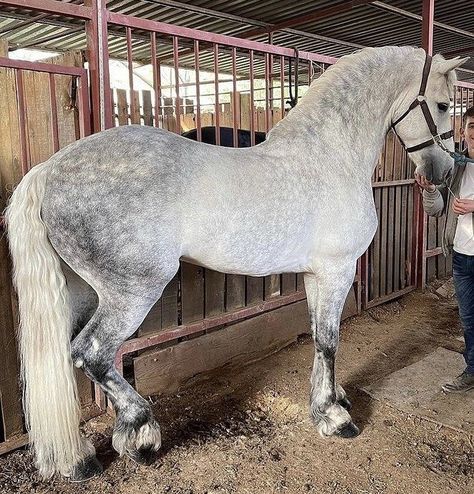 Horses are smart, majestic creatures. Except for the ones that aren't. Twitter user @mckellogs has just posted a thread, portraying the way their family are preparing for the impending snowmageddon, and it's their horse Tango that needs the most attention. White Horse With Black Spots, Dapple Horse, Horses Funny, Rare Horse Breeds, Funny Horse Pictures, Horse Coat Colors, Warmblood Horses, Cute Horse Pictures, Horse Inspiration