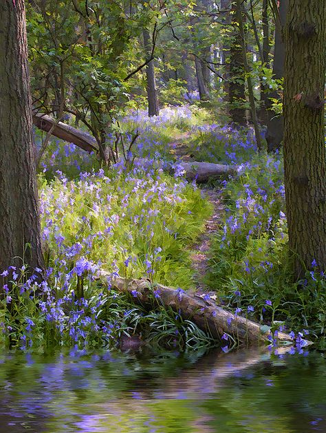 Bluebell wood | DCF 1.0 | Angela Taylor | Flickr Skyline Night, Walk In The Woods, Alam Yang Indah, Copyright Infringement, Source Unknown, Nature Aesthetic, Nature Beautiful, Night Photography, In The Woods