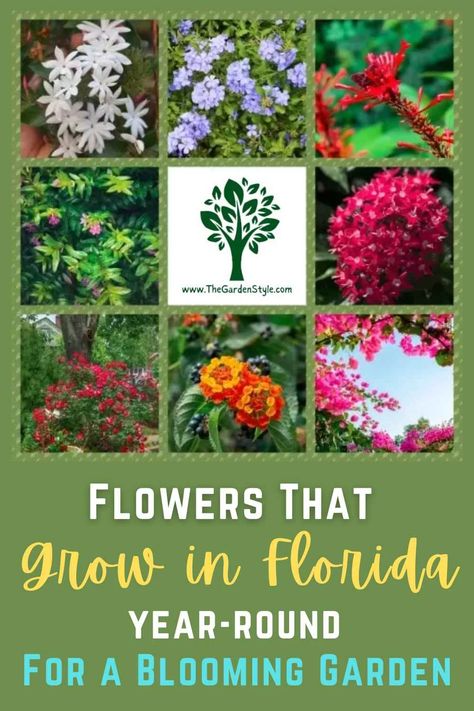 Flowers That Grow in Florida Year-Round -【2024】The Garden Style Front Yard Flower Bed Ideas Florida, Planting In Florida, Best Plants To Grow In Florida, Florida Flowers Full Sun, Flowers For Florida Gardens, Florida Flower Garden Ideas, Flower Garden Florida, Florida Zone 9b Landscaping, North Florida Garden