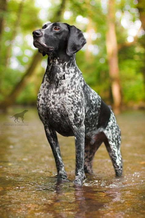 . German Shorthaired Pointer Black, German Pointer, Black Lab Mix, Gsp Dogs, German Shorthaired Pointer Dog, Pointer Puppies, Pet Videos, Dog Video, German Shorthair