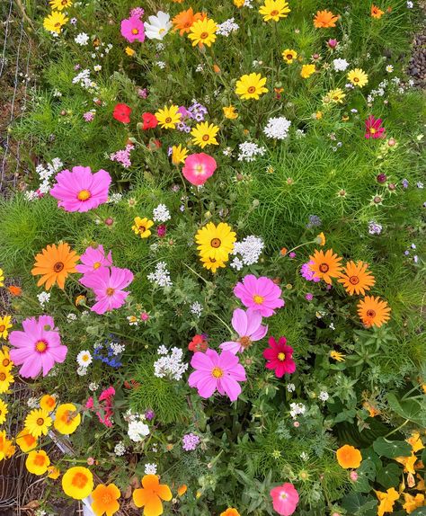 Wildflower Patch, Flower Seed Gifts, Frontyard Landscape, Easy To Grow Flowers, Seeds Gifts, Garden Nails, California Wildflowers, Wildflower Photo, Garden Tattoo