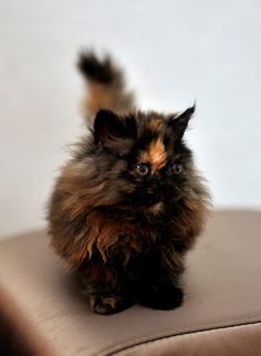 Tortoise shell kitty Tortoise Shell Cat, Kitten Pictures, Old Cats, Calico Cat, Ragdoll Cat, Domestic Cat, Pretty Cats, Beautiful Cats, Crazy Cats