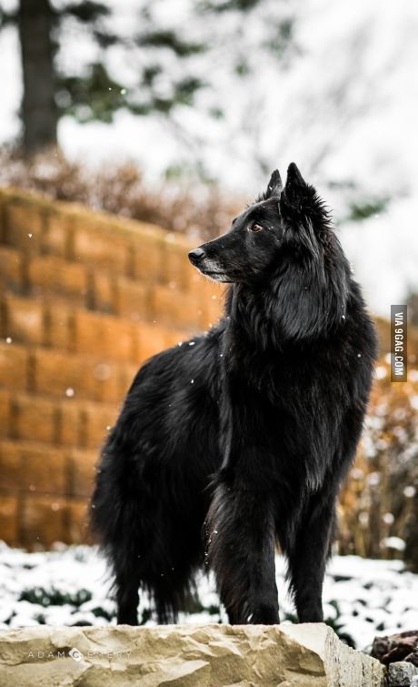 Belgian Shepherd Groenendael, Berger Malinois, Belgian Sheepdog, Belgian Shepherd, Herding Dogs, Purebred Dogs, Wolf Dog, German Shepherds, Black Dog